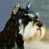 Zwergschnauzer