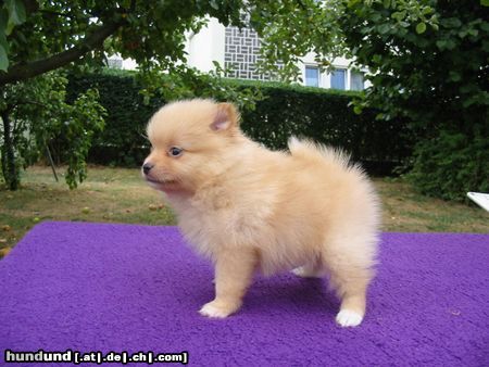 Zwergspitz Hunde Foto 6113 Zwergspitz Kleinspitzwelpe