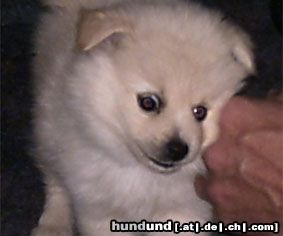 Zwergspitz Hunde Foto 13557 Zwergspitz Marlin Sunshine