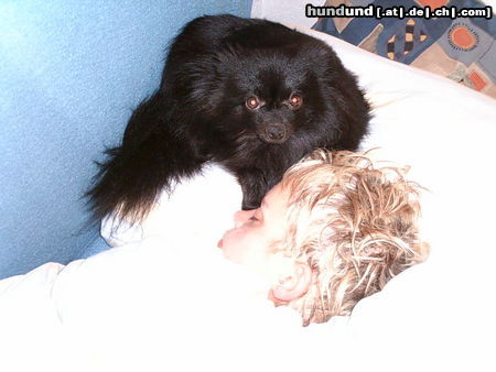 Zwergspitz Hunde Foto 26197 Zwergspitz Alice beschützt Frauchen im Schlaf