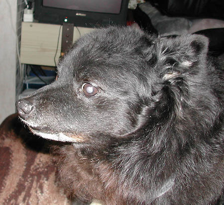 Zwergspitz Hunde Foto 31577 in höherer Auflösung ansehen Zwergspitz Tut mir das Ding in Deiner Hand auch nix?