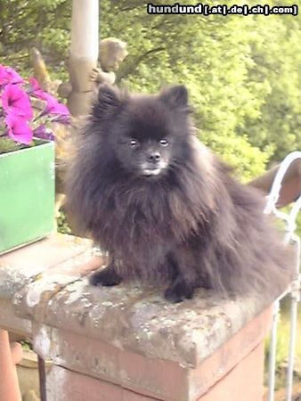 Zwergspitz Hunde Foto 3701 Zwergspitz Speedy