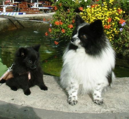 Zwergspitz Mogli und Carina von der Arnolds Eiche