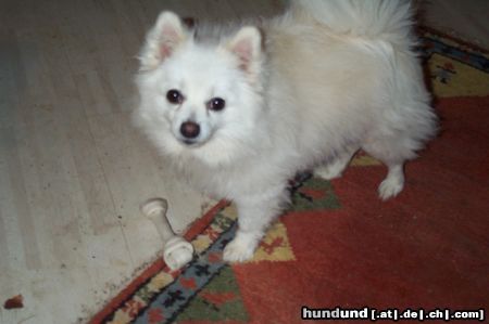 Zwergspitz Hunde Foto 10823 Zwergspitz Pepples