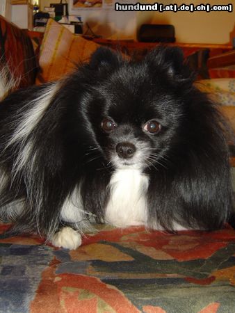 Zwergspitz Hunde Foto 10933 Zwergspitz Ich bin Chester!