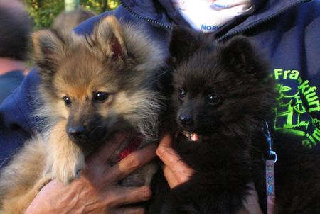 Zwergspitz Hunde Foto 40311 Zwergspitz Carina und Cora von der Arnolds Eiche