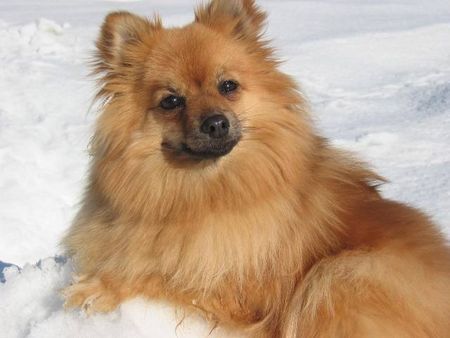 Zwergspitz Hunde Foto 29223 Zwergspitz Unsere Emily