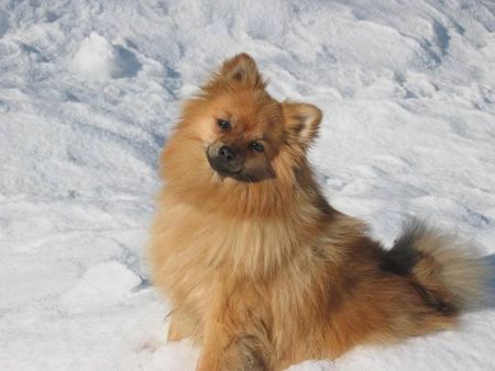 Zwergspitz Hunde Foto 29222 Zwergspitz Sonnenstunden