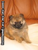 Zwergspitz Hunde Foto 18565 Zwergspitz Emily mit 8 Wochen
