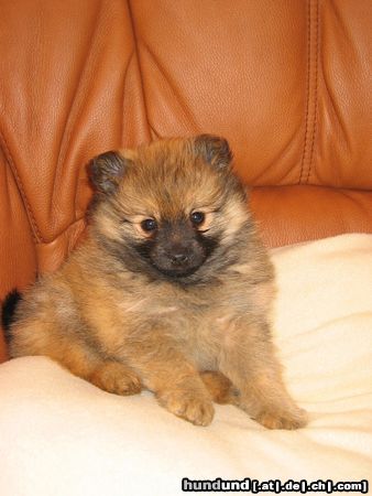 Zwergspitz Hunde Foto 15465 in höherer Auflösung ansehen Zwergspitz Emily mit 9 Wochen