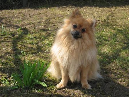 Zwergspitz Emily geniesst die Sonne