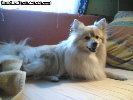 Zwergspitz Hunde Foto 24301 Zwergspitz Dieses Bett gehört mir!