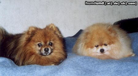 Zwergspitz Hunde Foto 21120 in höherer Auflösung ansehen Zwergspitz Meine zwei Lieblinge