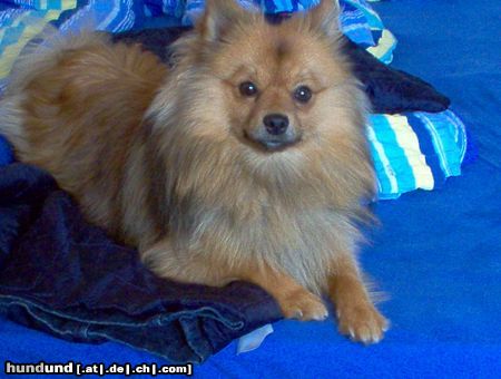 Zwergspitz Hunde Foto 15226 in höherer Auflösung ansehen Zwergspitz
