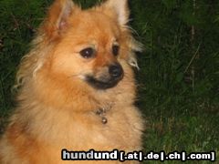 Zwergspitz Hunde Foto 23087 in höherer Auflösung ansehen Zwergspitz Kleinspitzdame