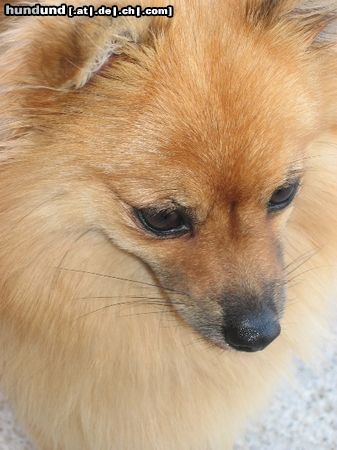 Zwergspitz Hunde Foto 25079 in höherer Auflösung ansehen Zwergspitz Unsere