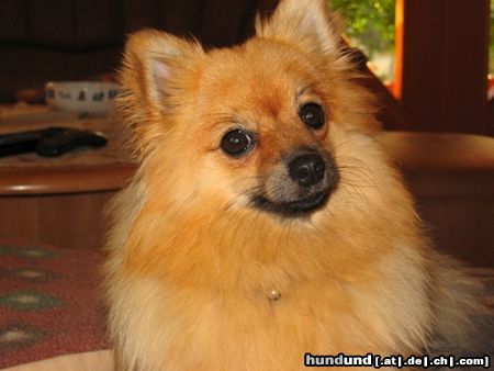 Zwergspitz Hunde Foto 25882 in höherer Auflösung ansehen Zwergspitz Unsere Kleinspitzdame