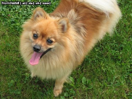Zwergspitz Hunde Foto 25883 in höherer Auflösung ansehen Zwergspitz Unsere Kleinspitzdame