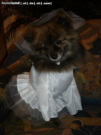 Zwergspitz Hunde Foto 20071 Zwergspitz Meine kleine Braut,aber nur kurz, zu Karneval