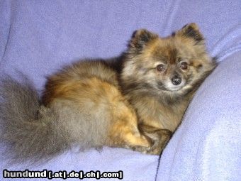 Zwergspitz Hunde Foto 20072 Zwergspitz Ally immer hell wach