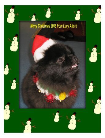 Zwergspitz Hunde Foto 35948 Zwergspitz Frohe Weihnachten