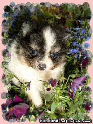 Zwergspitz Hunde Foto 11804 Zwergspitz Kleinspitzwelpe Nero schwarz/weiss gescheckt