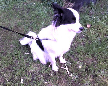 Zwergspitz Hunde Foto 32094 in höherer Auflösung ansehen Zwergspitz Das is unsere Nicki