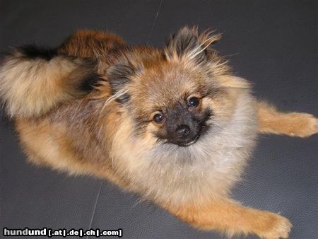 Zwergspitz Hunde Foto 6111 Zwergspitz Snooky