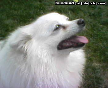 Zwergspitz Hunde Foto 10826 Zwergspitz Pepples