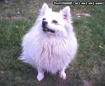 Zwergspitz Hunde Foto 10825 Zwergspitz Pepples