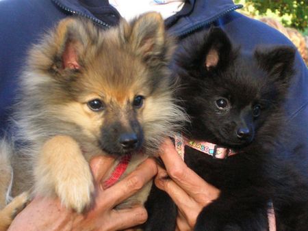 Zwergspitz Hunde Foto 40310 Zwergspitz Carina und Cora von der Arnolds Eiche