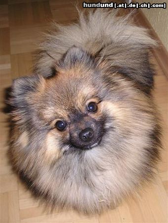 Zwergspitz Hunde Foto 16542 Zwergspitz Fluppy