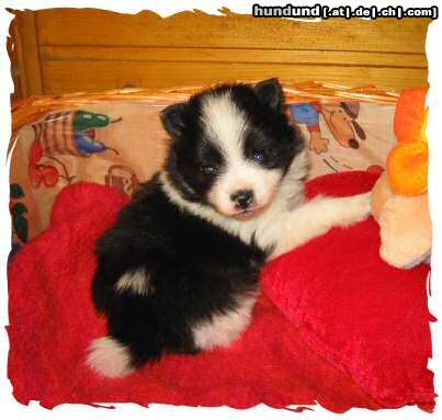 Zwergspitz Hunde Foto 21395 Zwergspitz Schwarz/weiß gescheckter Kleinspitzwelpe