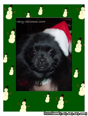 Zwergspitz Hunde Foto 17208 in höherer Auflösung ansehen Zwergspitz Merry Christmas von Lucy
