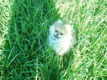 Zwergspitz Hunde Foto 40331 Zwergspitz Leon draussen