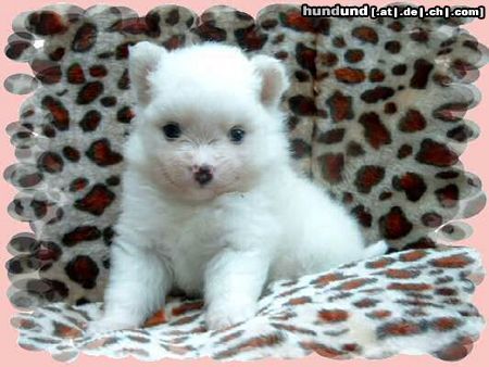 Zwergspitz Hunde Foto 13677 Zwergspitz Kleinspitzhündinwelpe Pearl von der Arnold`´s Eiche