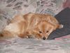 Zwergspitz Foto: Jetzt bin ich schon älter (ca.3 Jahre) (ID 21908) Zwergspitz Hund