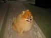 Zwergspitz Foto: Encido starlight von Jennyblue (ID 13496) Zwergspitz Hund