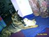 Zwergspitz Foto: Cita & Marlin (ID 13541) Zwergspitz Hund