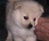 Zwergspitz Foto: Marlin Sunshine (ID 13557) Zwergspitz Hund