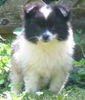 Zwergspitz Foto: Mittelspitzhündinwelpe schwarz/weiß gescheckt Jasmin von Ayers Rock (ID 42259) Zwergspitz Hund