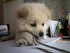 Zwergspitz Foto: Marlin Sunshine (ID 13540) Zwergspitz Hund