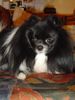 Zwergspitz Foto: Ich bin Chester! (ID 10933) Zwergspitz Hund
