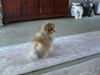 Zwergspitz Foto: Encido starlight von Jennyblue (ID 23057) Zwergspitz Hund