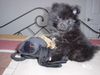 Zwergspitz Foto: Lucy Zwergspitz Welpe (ID 17206) Zwergspitz Hund