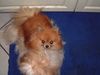Zwergspitz Foto: Meine Susie (ID 3687) Zwergspitz Hund