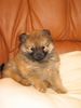 Zwergspitz Foto: Emily mit 8 Wochen (ID 18565) Zwergspitz Hund