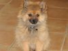 Zwergspitz Foto: Unser Sonnenschein (ID 14450) Zwergspitz Hund