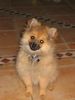 Zwergspitz Foto: Unser Sonnenschein (ID 14449) Zwergspitz Hund
