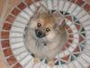 Zwergspitz Foto: Unser Sonnenschein (ID 14451) Zwergspitz Hund